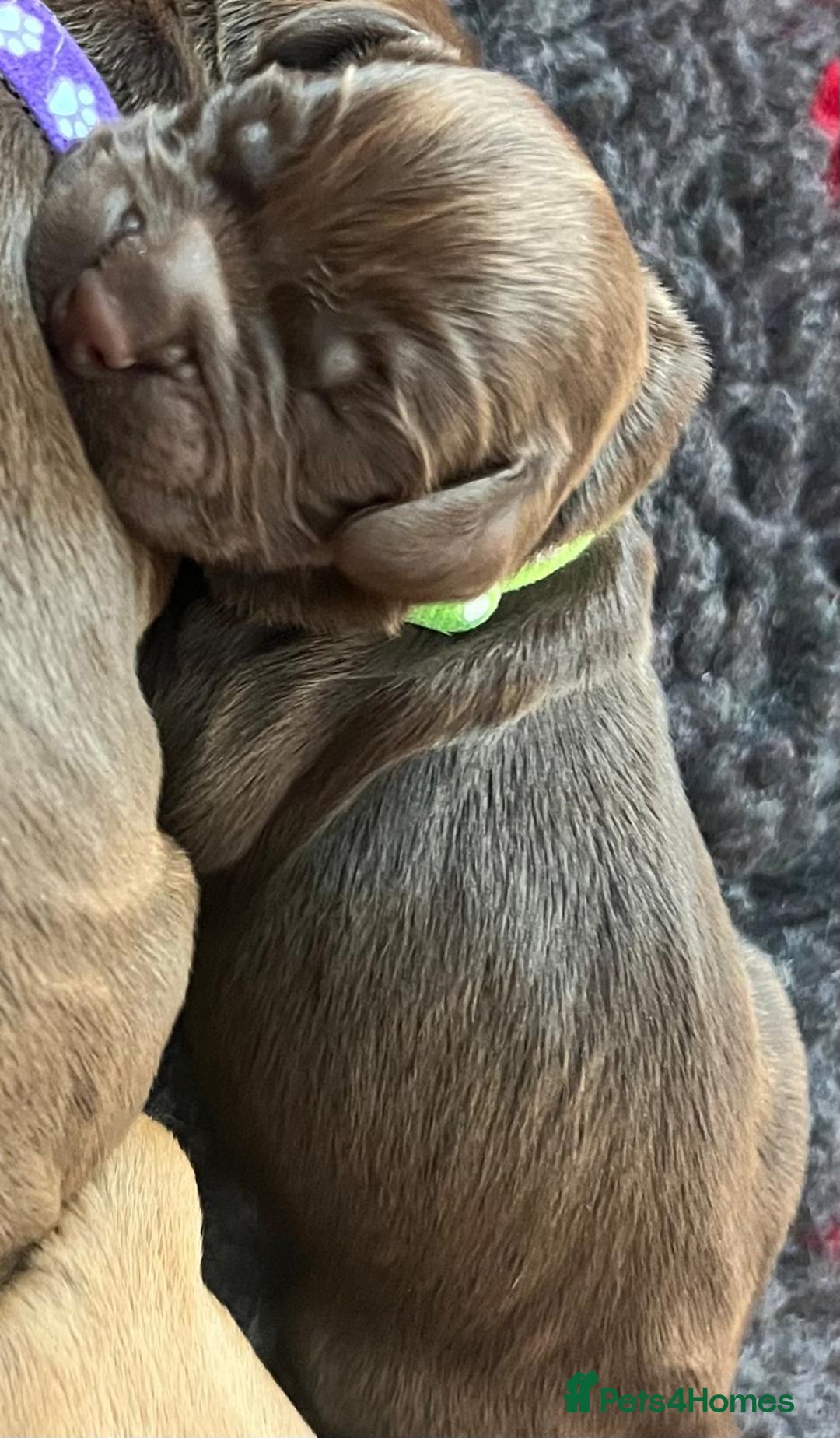 Cocker Spaniel dogs for sale: 🐶🐶🐶6 STUNNING WORKING COCKER SPANIELS🐶🐶🐶 - Image 17
