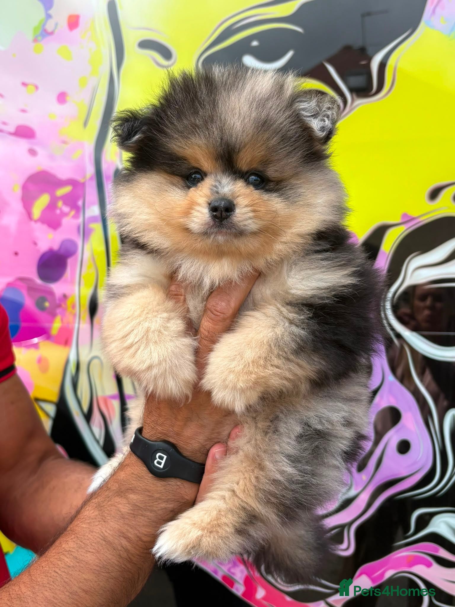 Pomeranian dogs Pomeranian puppy - Advert 1