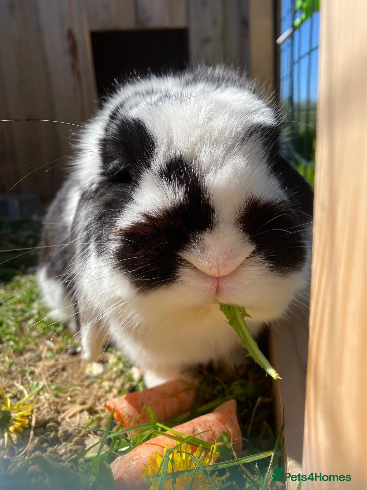 English Lop rabbits Male Rabbit - Advert 1