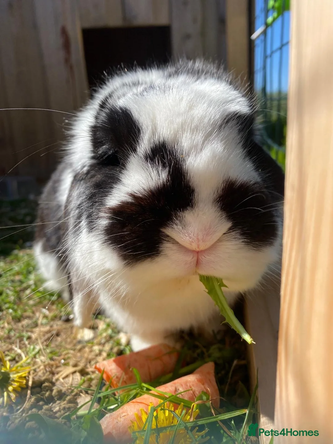 English Lop rabbits for sale: Male Rabbit in Whitchurch - Advert 1