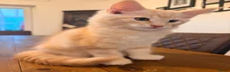 Maine Coon cats for sale: Maine coon kittens ready now, 1girl 1boy left  - Advert 14