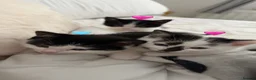 Mixed Breed cats for sale: Looking for their forever home - Advert 2