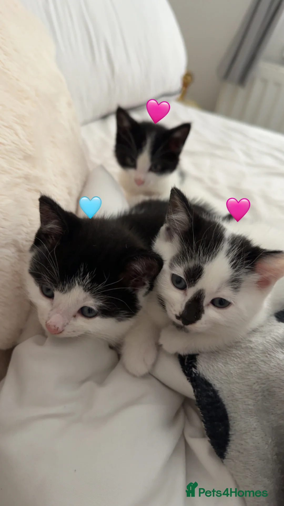 Mixed Breed cats for sale: Looking for their forever home - Advert 2