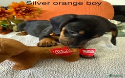 Miniature Dachshund dogs for sale: stunning litter of dachshunds - Image 10
