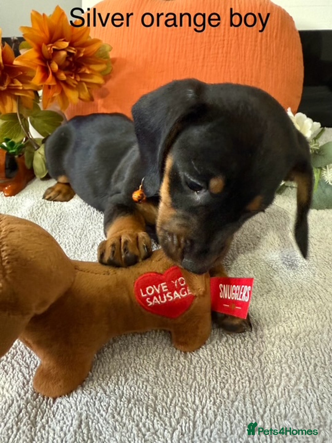 Miniature Dachshund dogs for sale: stunning litter of dachshunds - Image 10