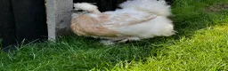 Chickens poultry for sale: Laying Hens just over a year old - Advert 7