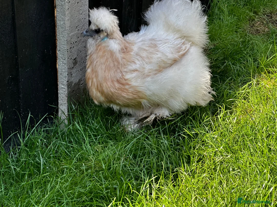 Chickens poultry for sale: Laying Hens just over a year old - Advert 7