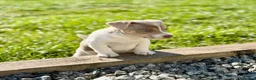 Jack Russell dogs for sale: Mini Jack Russel Terriers in Chelmsford - Advert 4