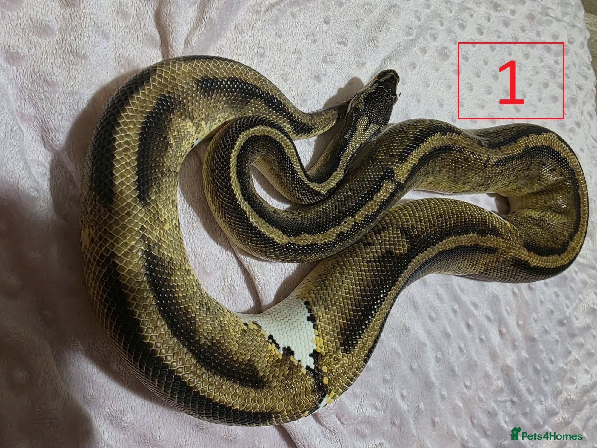 Python Snake reptiles rehoming/ breeding snakes - Advert 2