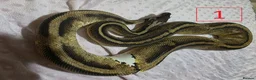 Python Snake reptiles for sale: rehoming/ breeding snakes - Advert 20