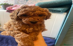 Toy Poodle dogs for sale: Tiny Red Toy Poodles Available now - Image 6