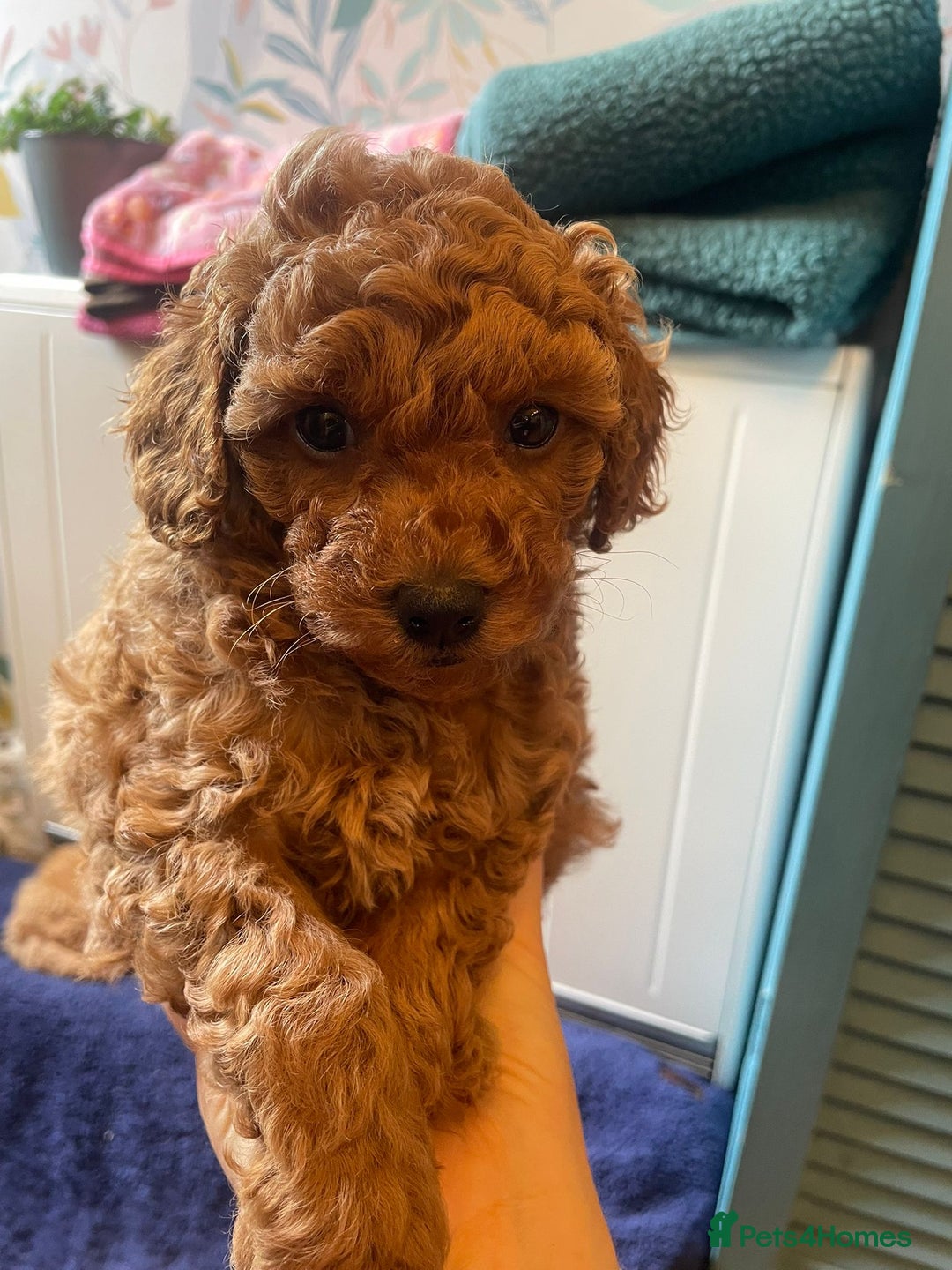 Toy Poodle dogs for sale: Tiny Red Toy Poodles Available now - Image 6