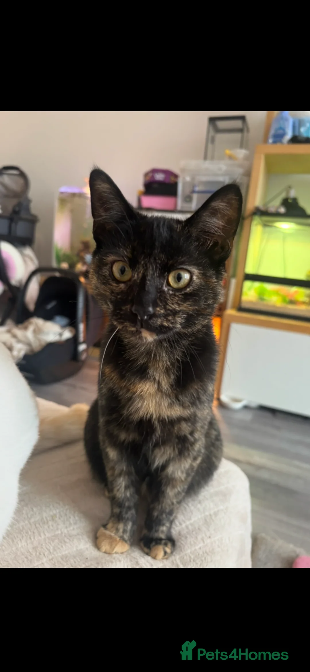 Domestic Shorthair cats for sale: Tassia Thomas - Advert 11