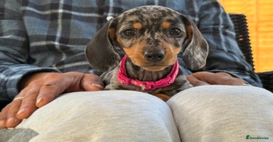 Miniature Dachshund dogs - Advert 1