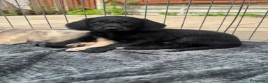 Doxiepoo 7