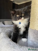 Mixed Breed cats - Advert 15