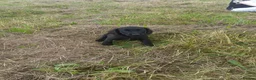 Springador dogs for sale: Springador pups in Keighley - Advert 3
