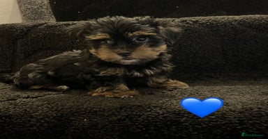 Yorkshire Terrier dogs - Advert 12