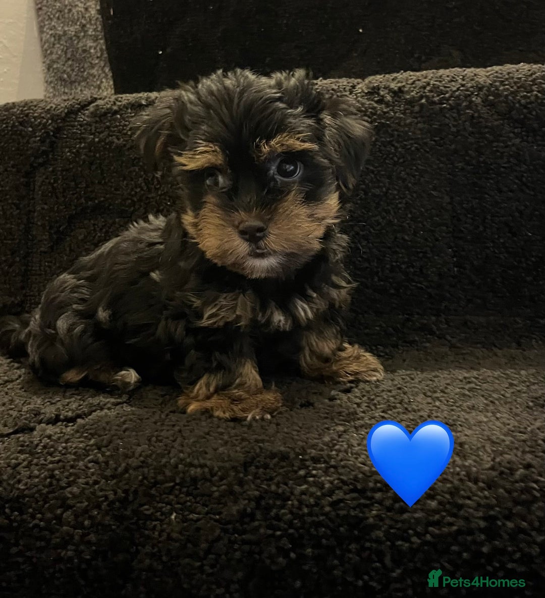 Yorkshire Terrier dogs for sale: Stunning Yorkshire Terrier puppies  - Image 3