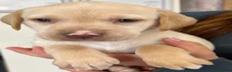 Labrador Retriever dogs for sale: Fully Health Tested KC Registered Labrador puppies - Advert 6