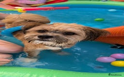 Mixed Breed dogs for sale: Sheranian for sale 1yr old  - Image 4