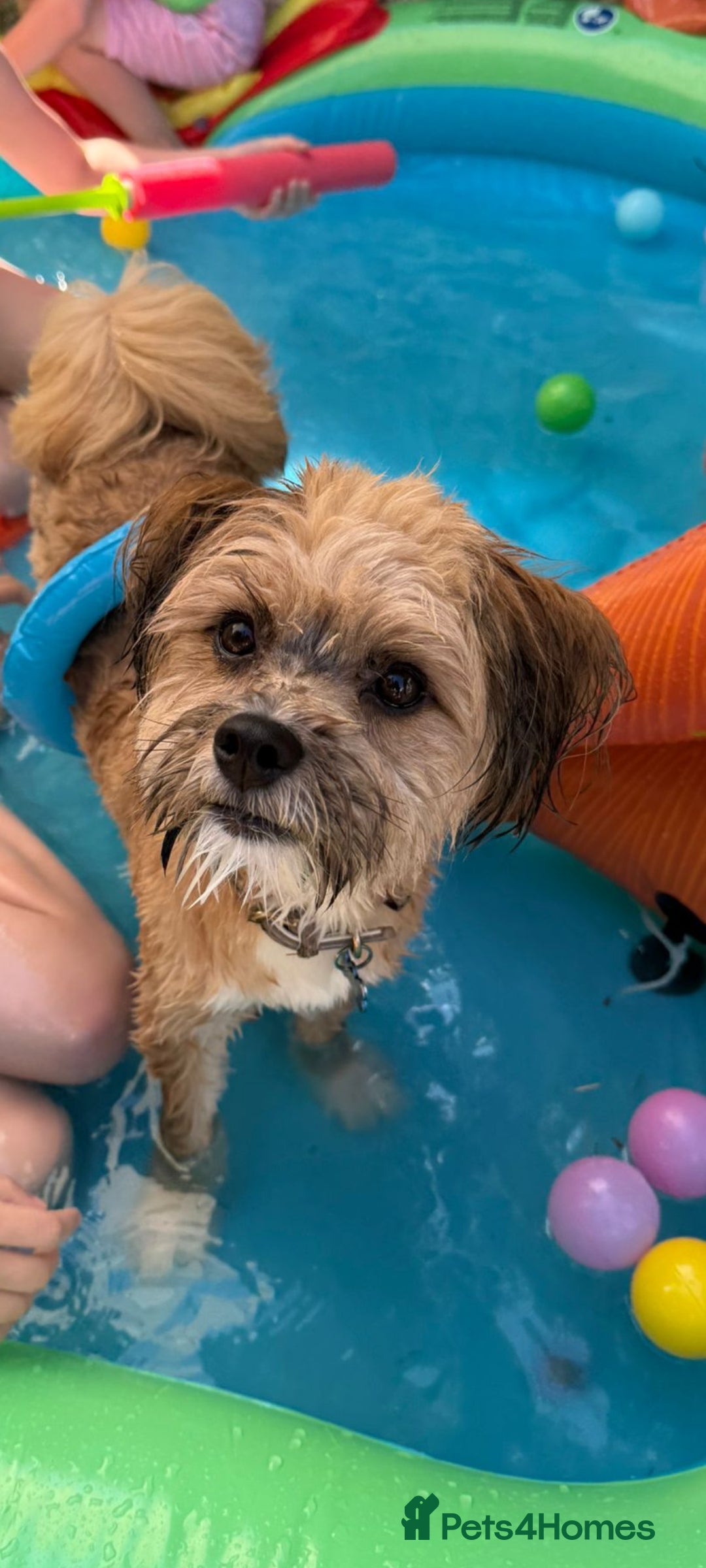 Mixed Breed dogs for sale: Sheranian for sale 1yr old  - Image 4