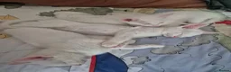 Mixed Breed cats for sale: White Kittens Ready to leave - Advert 4