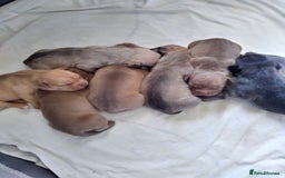 Mixed Breed dogs for sale: 4 beautiful pocket bully/mixed - Image 8