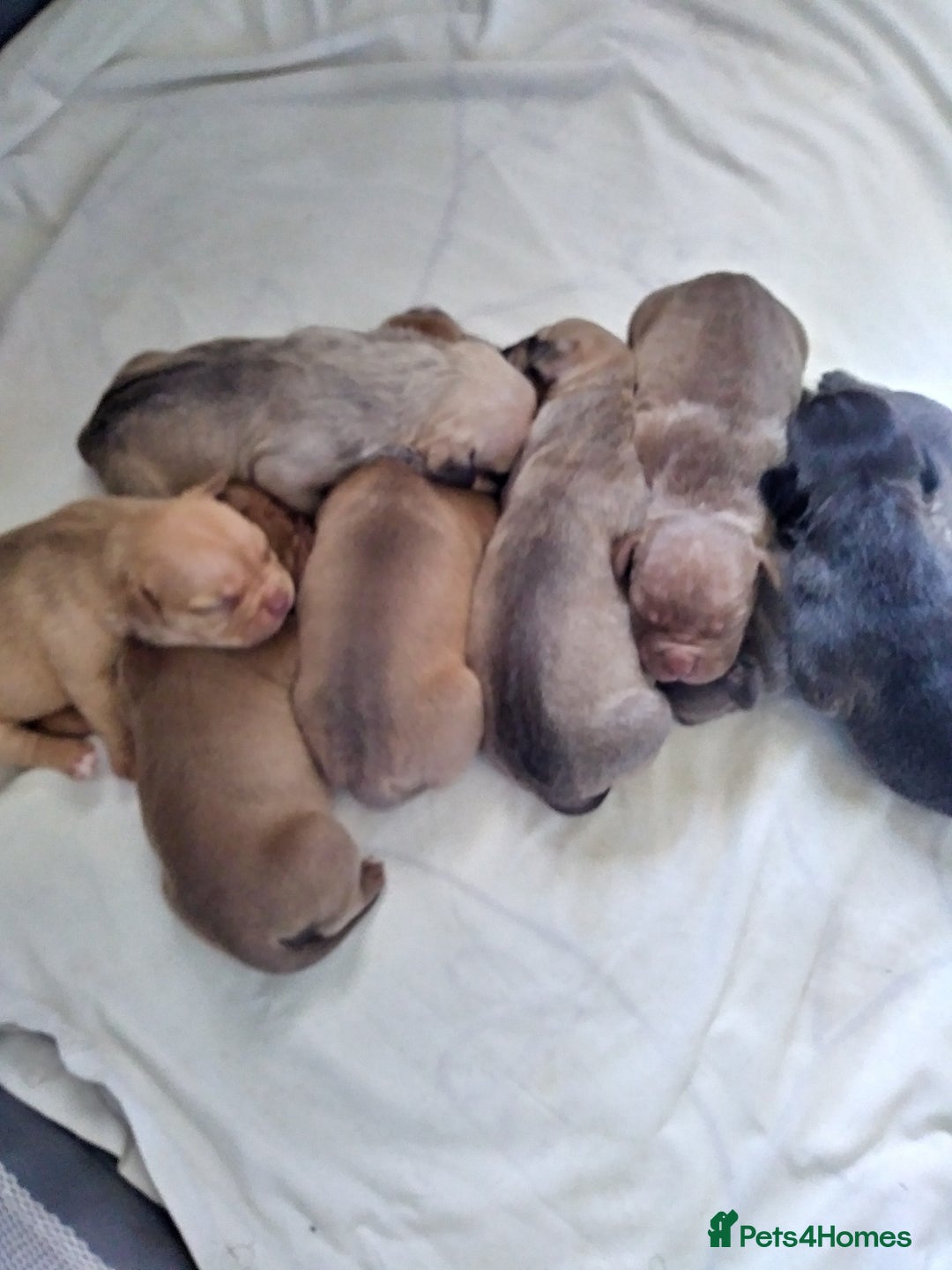 Mixed Breed dogs for sale: 4 beautiful pocket bully/mixed - Image 8