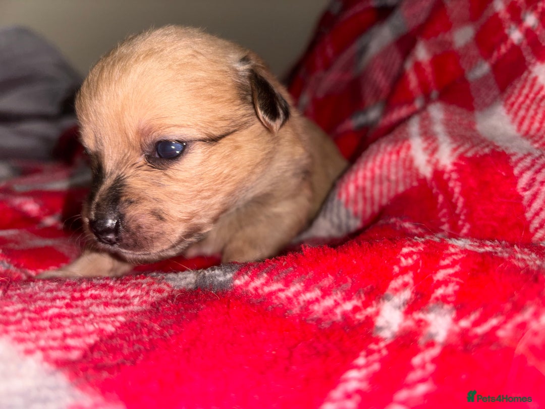 Chihuahua dogs for sale: Merle Chihuahuas 🩵 🩷 3 boys 2 girls available  - Advert 12