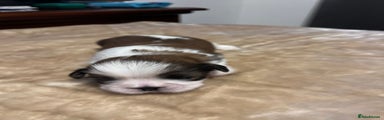 Shih Tzu Puppy 1