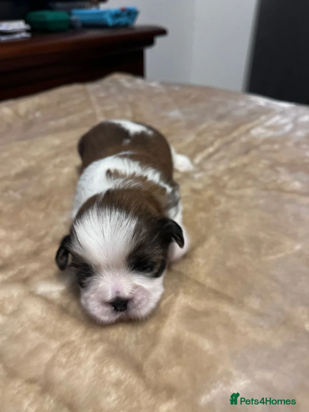 Shih Tzu dogs for sale: Shih tzu puppies  - Advert 6