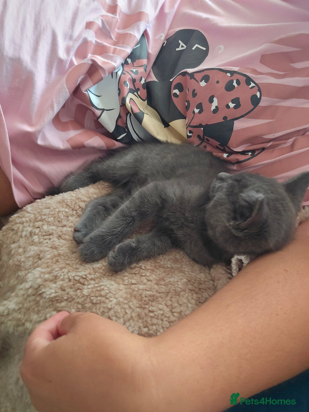 Mixed Breed cats for sale: Beautiful boy - Image 6