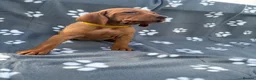 Hungarian Vizsla dogs for sale: Beautiful KC Reg Hungarian Vizsla Puppies - Advert 17