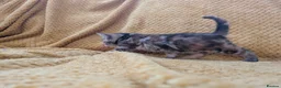 Mixed Breed cats for sale: Beautiful orange, grey and tabby kittens  - Advert 7