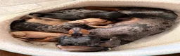 Doxiepoo dogs for sale: 1 - male 4 - bitch Doxiepoos  - Advert 18