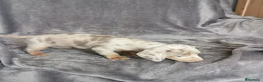 Miniature Dachshund 4