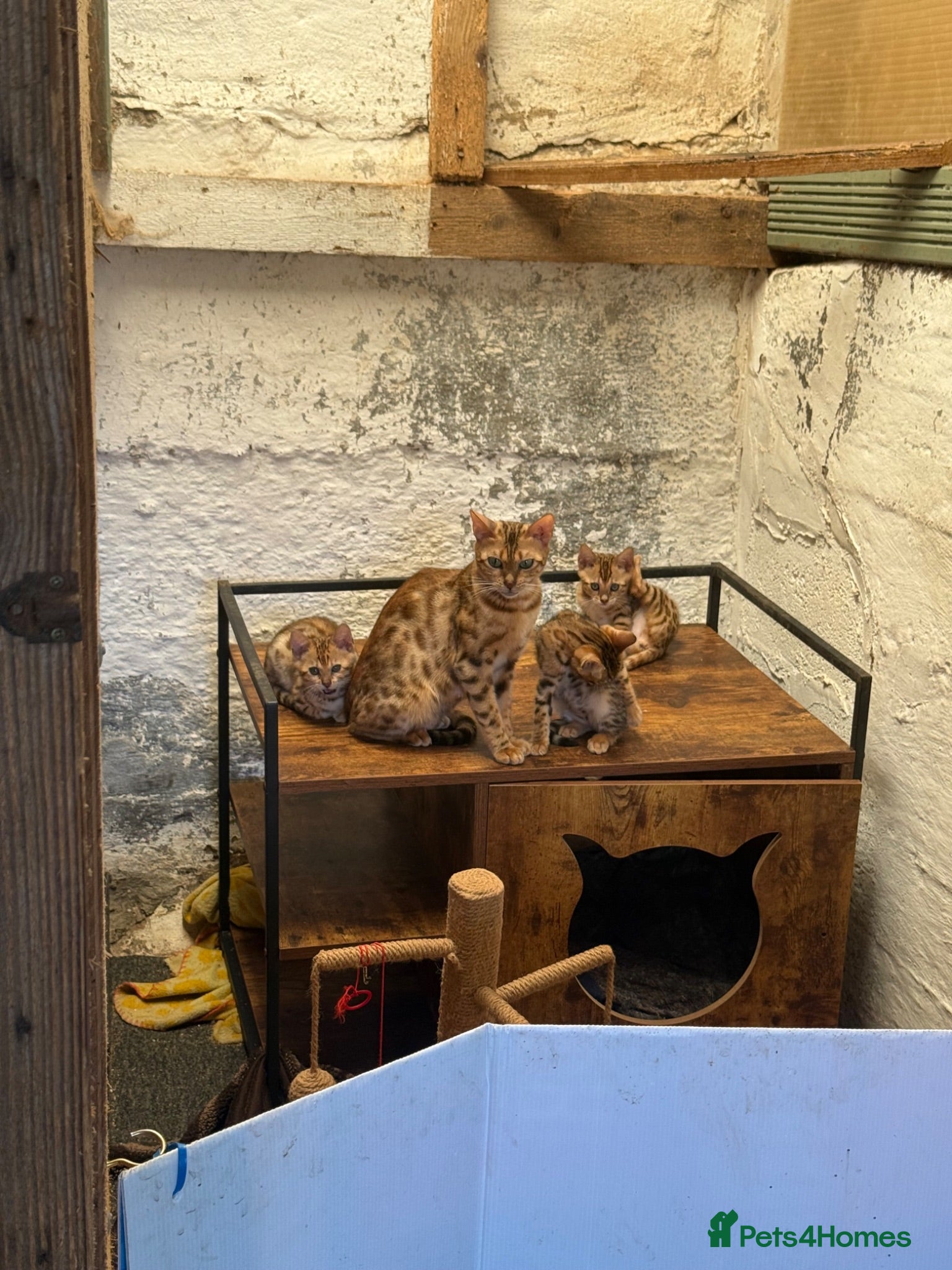 Bengal cats Gorgeous full pedigree reg bengal female kittens  - Advert 2