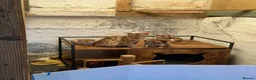 Bengal cats for sale: Gorgeous full pedigree reg bengal female kittens  - Advert 2