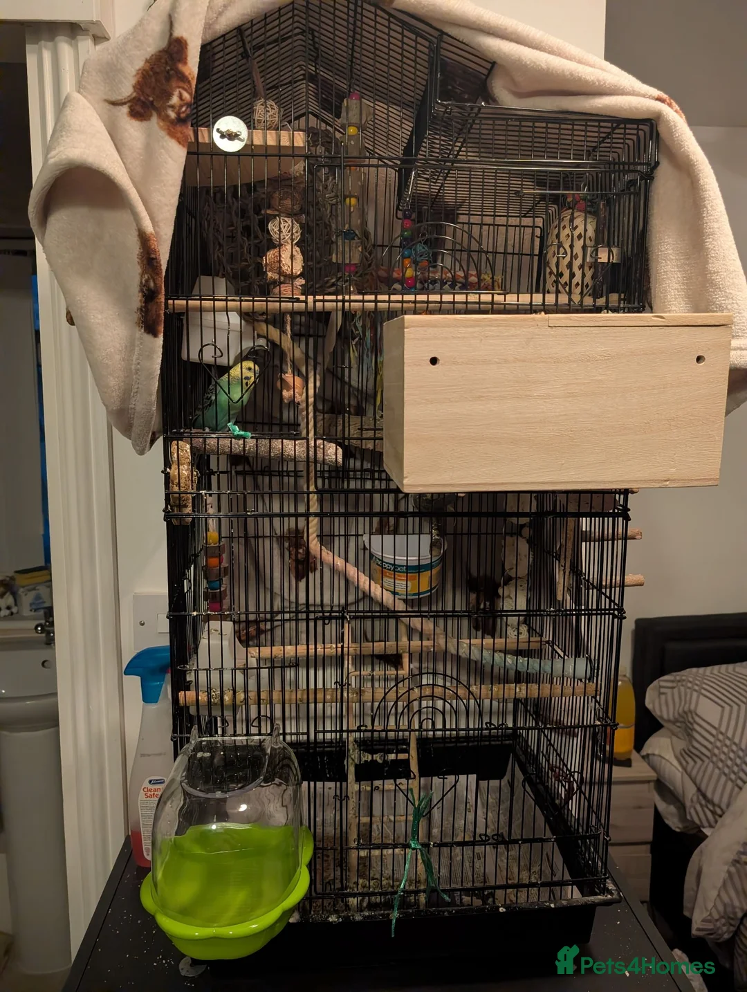 Budgerigars birds for sale: Breeding pair of budgies and cage  in Folkestone - Advert 1