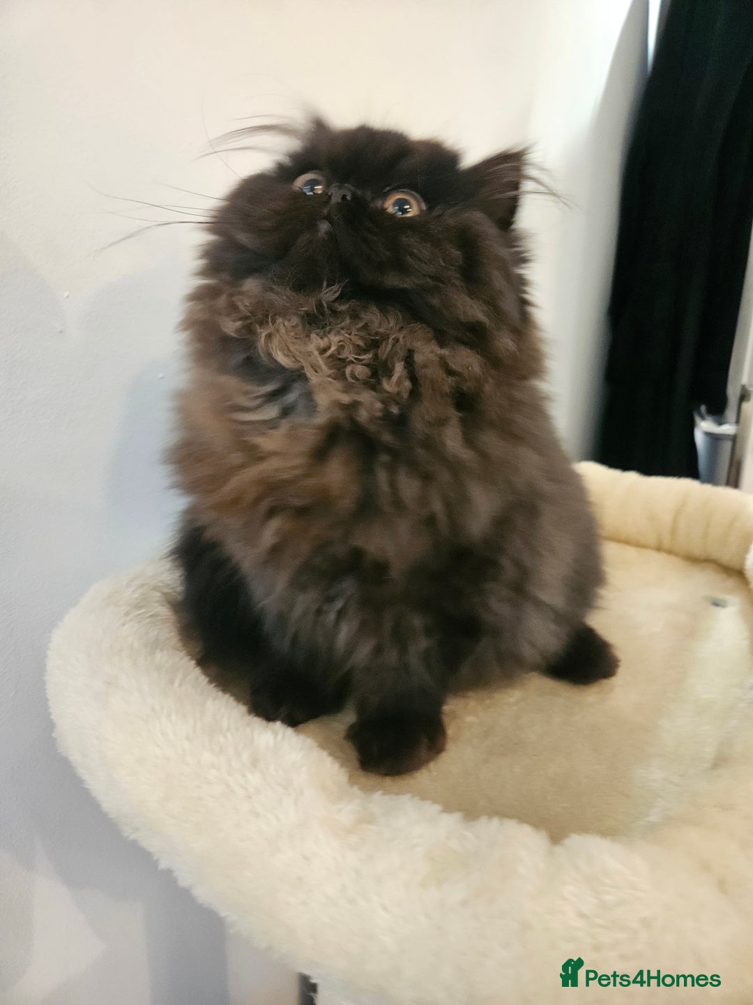 Persian cats for sale: Stunning Persian girl  - Advert 2