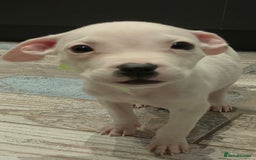 Mixed Breed dogs for sale: Chase is a gorgeous Ambull x puppy - Image 7