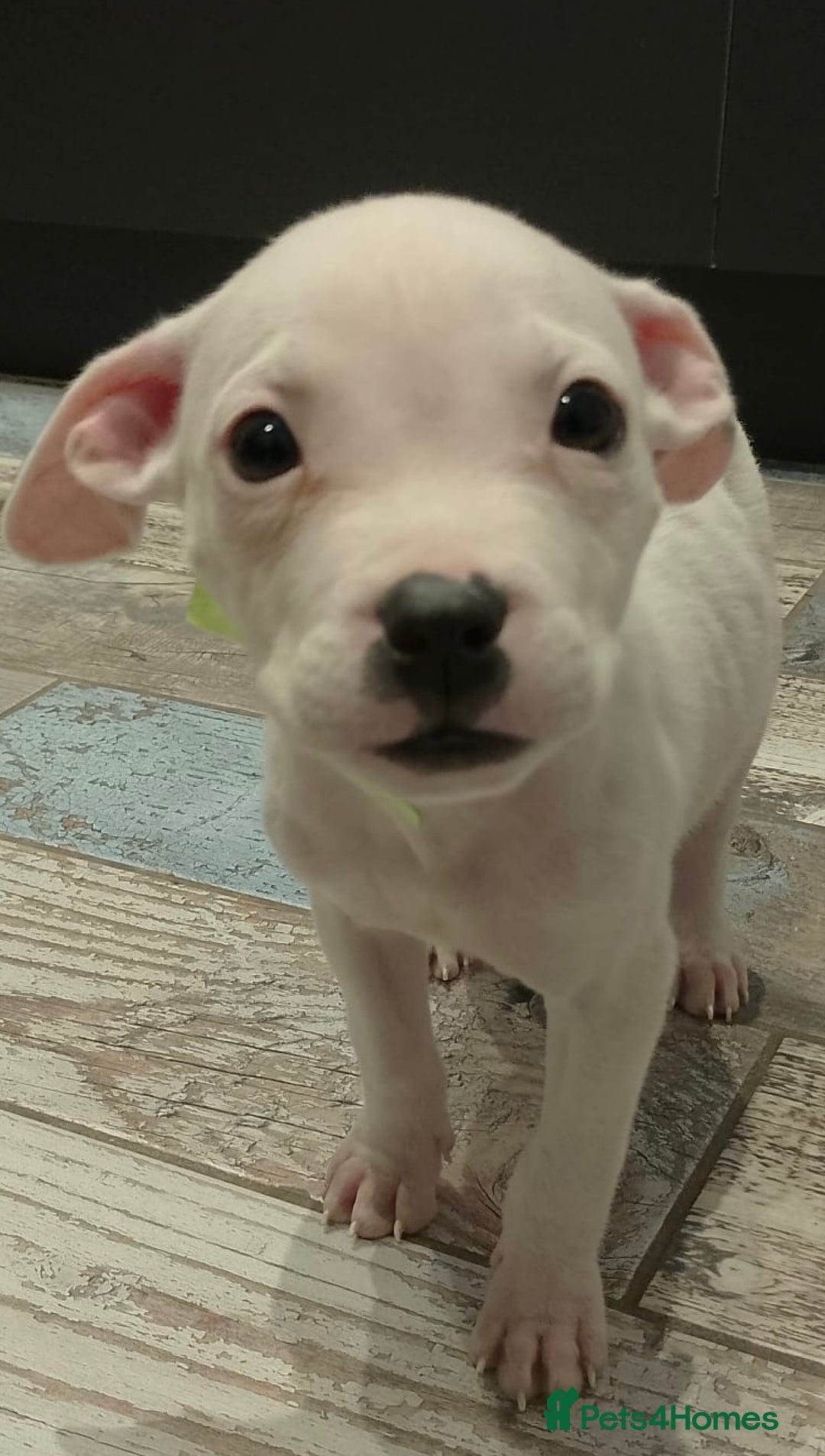 Mixed Breed dogs for sale: Chase is a gorgeous Ambull x puppy - Image 7