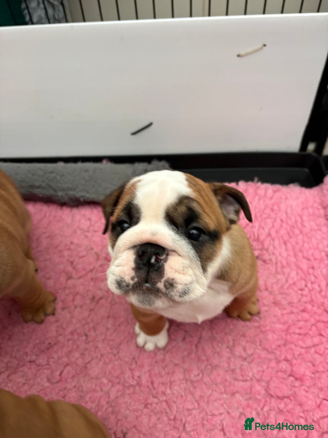 English Bulldog dogs for sale: Quality Bulldog puppies (Standard coloured ) - Image 2