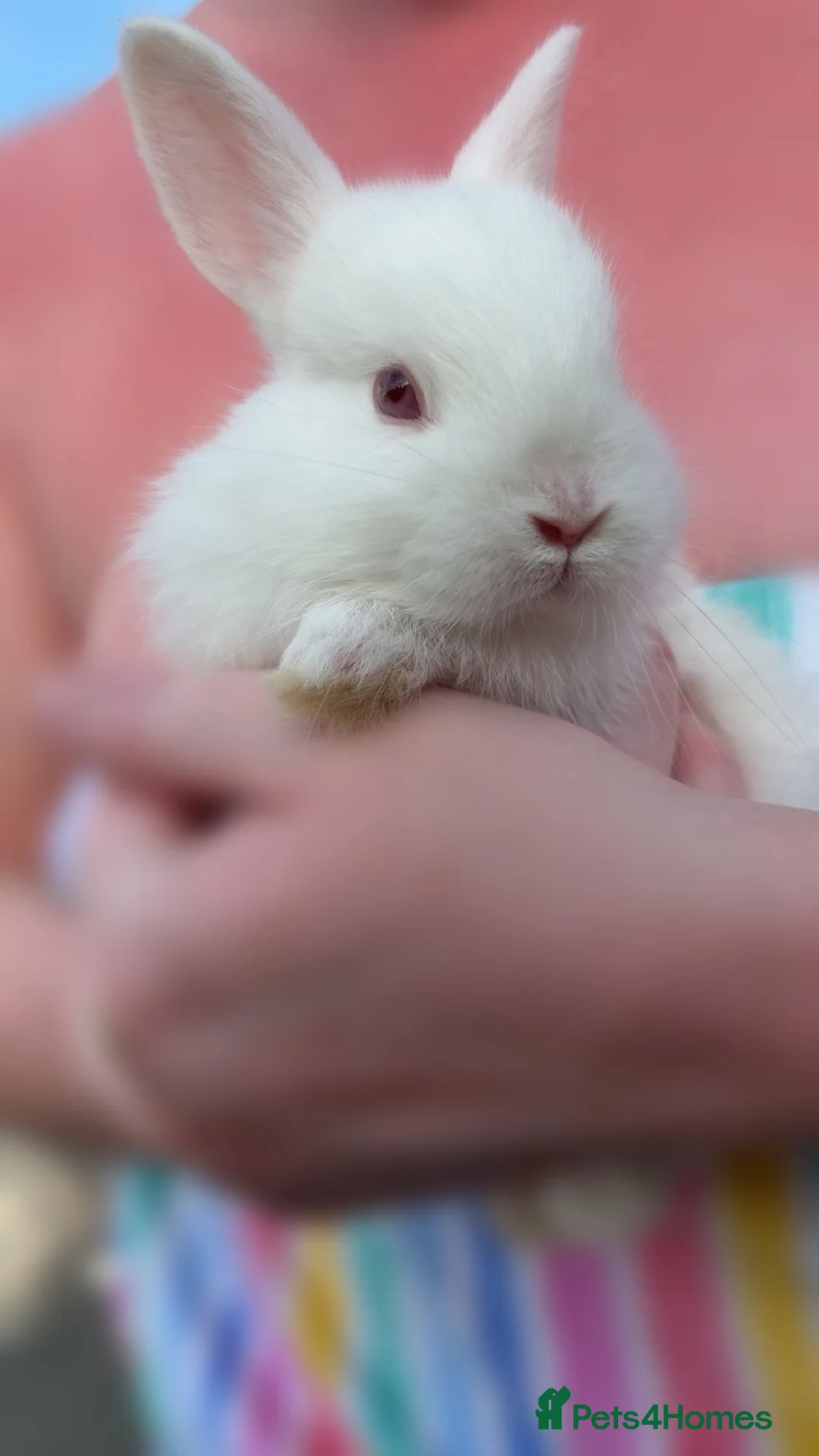 Mixed Breed rabbits for sale: Miniature Lionhead x Miniature Neverland Dwarf in Carlisle - Advert 2