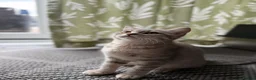 British Shorthair cats for sale: Ready to go last British Shorthair female - Advert 15