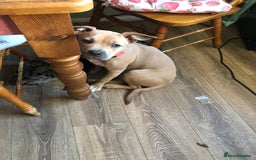 Mixed Breed dogs for sale: Joanne White - Image 3