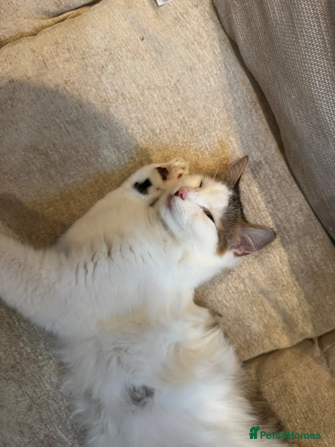 Mixed Breed cats for sale: GORGEOUS TABBY AND WHITE KITTENS - Advert 2