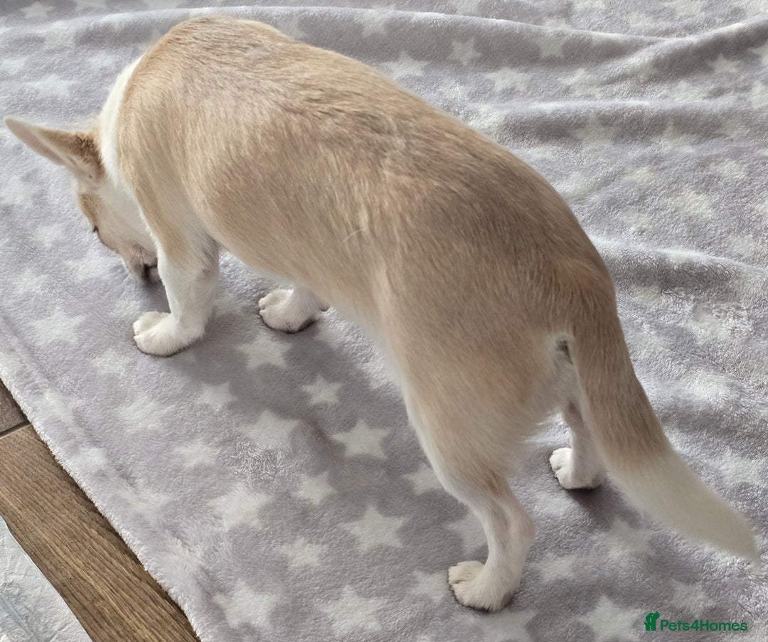Chihuahua dogs for sale: KC CREAM & WHITE BOY - Image 6