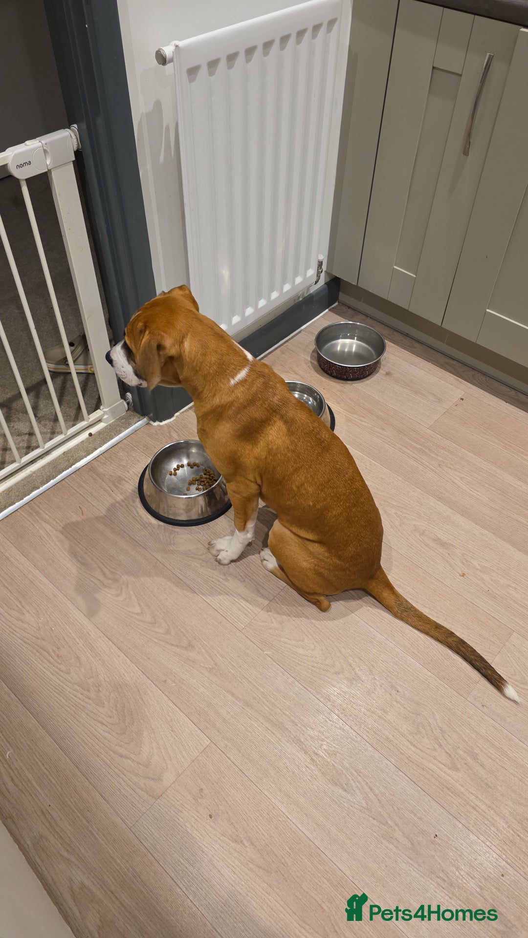 Mixed Breed dogs for sale: Mila  - Advert 5